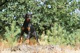 DOBERMANN 126